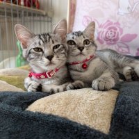 サバ猫のルナ、もも🐾🐾 (@runamomonyanz) 's Twitter Profile Photo サバ猫のルナ、もも🐾🐾 (@runamomonyanz) 's Twitter Profile Photo