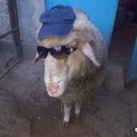 Besitosenlacola (@ddaann420) 's Twitter Profile