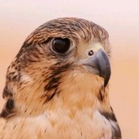 ابـو سـيـف الـديـانــي🇵🇸 (@abo_sayf11) 's Twitter Profile