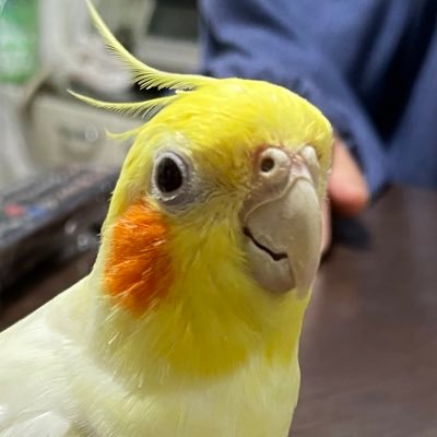 kanemitsu411's profile picture. 