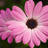 Jennifer81Miler's profile image