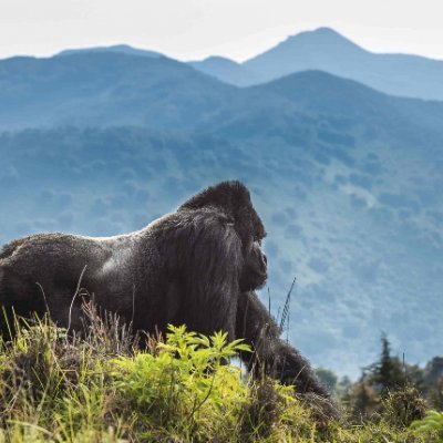 Amon Profile