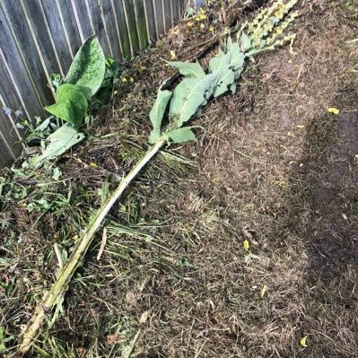 @EnableParks are destroying our playing fields and protected wildlife and hedgehog habitats all over Wandsworth but now residents are fighting back🌲🌸🌼 🦔🦊