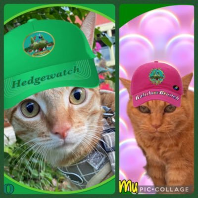I’m Miko(4, boy) born in Samoa and adopted by 🇯🇵 fam. Moved to Japan 27/Sep/2024. Had a big adventure! 🇼🇸→🇳🇿→🇼🇸→🇯🇵✈️ Ramu🌈4/Aug/‘24 was 25yr! サモア猫ミコ男