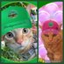 Miko the Samoan Cat living in 🇯🇵 (& 🌈Ramu) (@samoan_cat) Twitter profile photo Miko the Samoan Cat living in 🇯🇵 (& 🌈Ramu) (@samoan_cat) Twitter profile photo
