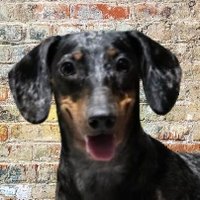 Memcoins (@elitecrypt0) 's Twitter Profile