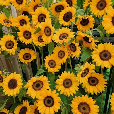 maririn562979's profile picture. ポイ活初心者🔰お得大好き♥️楽天Amazonヤフショウェル活やってます🙋‍♀️