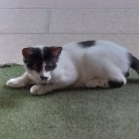 Aoroid (@tw_aoi051c) 's Twitter Profile