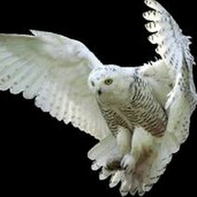 rodzaq88302's profile picture. 