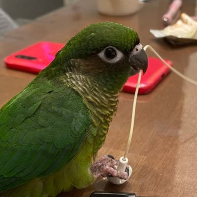 令和6年8月11日 山形県鶴岡市の自宅からホオミドリウロコインコのポコちゃんが行方不明になりました。少しでも情報があればお知らせいただければ幸いです。警察には届出済み。