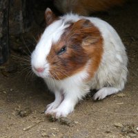 モルモット3号 (@piero_slow012) Twitter profile photo