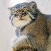 ManulCat (@manulcat12) Twitter profile photo ManulCat (@manulcat12) Twitter profile photo