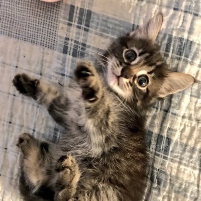 guillehgomez's profile picture. 