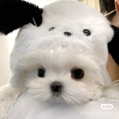 โอบกกี้ 🫧◞♡さんのプロフィール画像