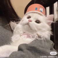Isssaz (@igloo_o2o) 's Twitter Profile