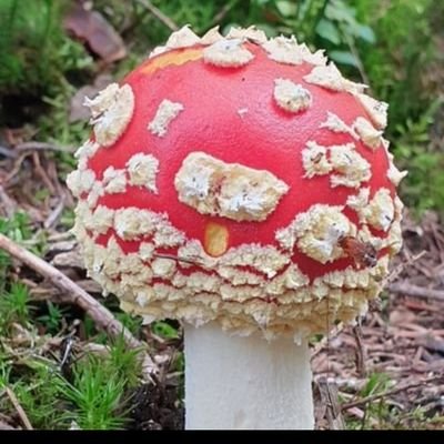 annehanne69's profile picture. vorher Anne Hoppala, @InterFeronAnne
selbstdenkend, kann nur noch zwischen den Zeilen lesen,AfD💙, Patriotin