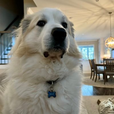 Our mom rescued us & let’s us be our authentic selves. Maggie (Great Pyrenees Mix, OTRB🌈9/12/21), Koko (Husky, OTRB🌈6/21/24), & Bear (Great Pyrenees, 4)