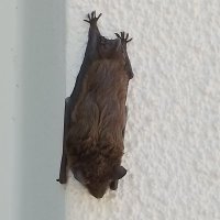 Feldspath (@feldspath2) 's Twitter Profile