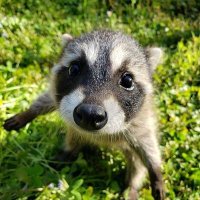 ⋆☆𝒗𝒊𝒕𝒐𝒓𝒊𝒂☆⋆ (@fernand11689270) 's Twitter Profile