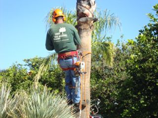 Tree Removal Service San Diego is a leader in San Diego Tree Service offering Free Tree Service Tips for the Community W/affordable removals, trimming and more!