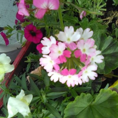 LostLunatic2's profile picture. 👽☕💙 - An introvert who hates people -

Intolerant - If you have pronouns in your bio, go play in traffic 🫡