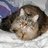 stefyrand's profile image