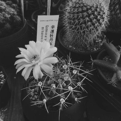 tiramissulotuss's profile picture. 