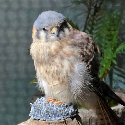 hugh_mungus_irl's profile picture. 