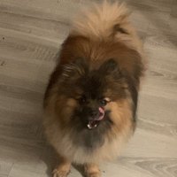 Xavier (@xdioptase31) 's Twitter Profile