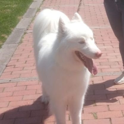 richi7skypeJ's profile picture. Like the Eagles: Flying High
God My Creator The Great I Am 
Market Risk and Trends Analyst 
Mergers and Acquisitions Team Economics Finance
 Proverbios 8:13