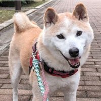 Rintaro (@rintarocto) 's Twitter Profile