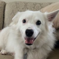 Andrew Hale (@155ashcactus) 's Twitter Profile