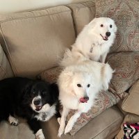 Andrew Hale (@155ash) 's Twitter Profile
