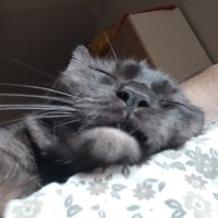 Noahlua (@n0ahlua) 's Twitter Profile