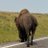 KanoonAndha911's profile image