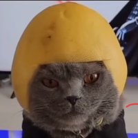 檸檬猫権三郎 (@remonnekogonzab) 's Twitter Profile