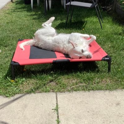 Tika adopted June 5th 2011 🌈 Dec 23 2023. Beautiful, sweet friend❤️ member of #theruffriderz & the #ZSHQ ♥️Diva adopted Feb 25th 2024 A very cheeky monkey🥰