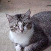 MaxKatt (@maxkatt2) 's Twitter Profile