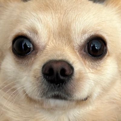 2022年5月1日生まれの3歳(ロングコートチワワ🐶男の子)🐾 色々な動物が大好きです💓チワワくんと子供たちと私の日常🌏私もチワワくんも人見知りですが怪しいものではありません🌸実家の豆柴くんもたまに登場します🐕