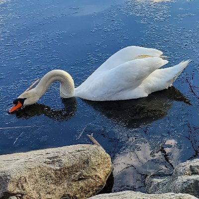 ninashepwrites's profile picture. 