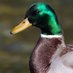 Media Mallard (@mediamallard) Twitter profile photo Media Mallard (@mediamallard) Twitter profile photo