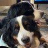 Portmandu's profile picture. We are Porter the Younger and his niece Cosey, named in honor of Posey now OTRB. We hope to do Porter the elder OTRB and Posey justice in being spoiled.