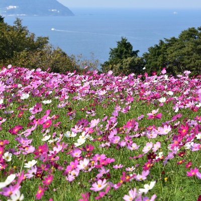 DiVPJ1b4G2eK4RL's profile picture. (23)