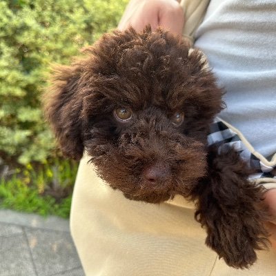 トイプードルサンテ君の日常を呟きます。 YouTubeも初めたので、遊びに来てもらえると嬉しいです♪ 無言フォロー失礼致します。 #犬 #トイプー #かわいい #ペット #youtube