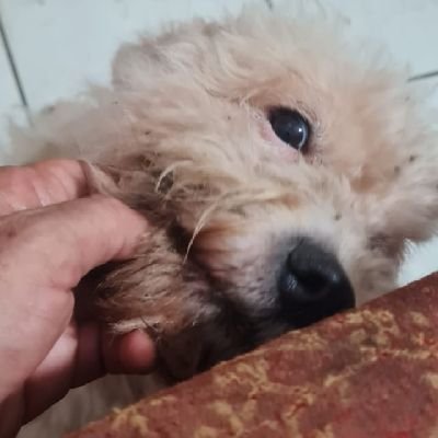 Director Ejecutivo CAMBIO CULTURAL CONSULTORES. Escritor. Crítico, lector e idealista. Busco el conocimiento. Amo a las criaturas que otros les llaman animales.
