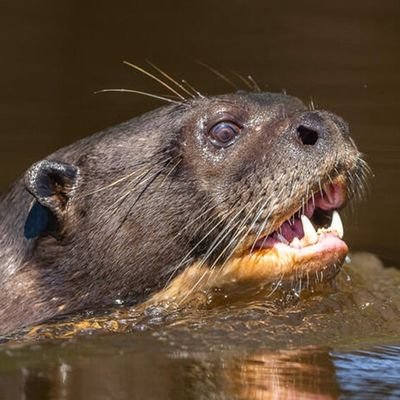 TakaakiUmeda's profile picture. ベース弾いてます。 
@SideWays_uiu