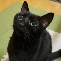 Mゾロ (@mzoro79) 's Twitter Profile