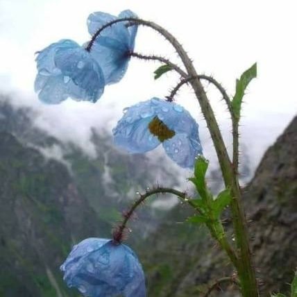 Selsebil_20_'s profile picture. ~Evli ~Emekli ~Selçuk İlahiyat