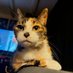 LadyFelineLillyCloë (@fishfreak12) Twitter profile photo LadyFelineLillyCloë (@fishfreak12) Twitter profile photo