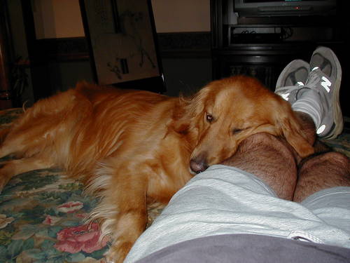 mdgallaugher's profile picture. Libertarian. Dog lover.  They never let you down.